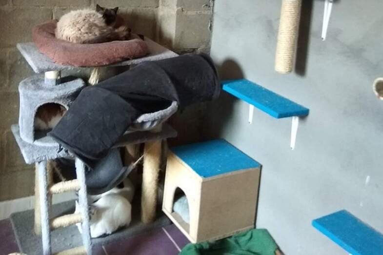 La colonia de gatos "del cementerio" en su nuevo hogar