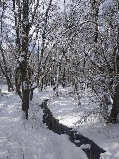 Los bosques de la provincia, aún más mágicos con nieve