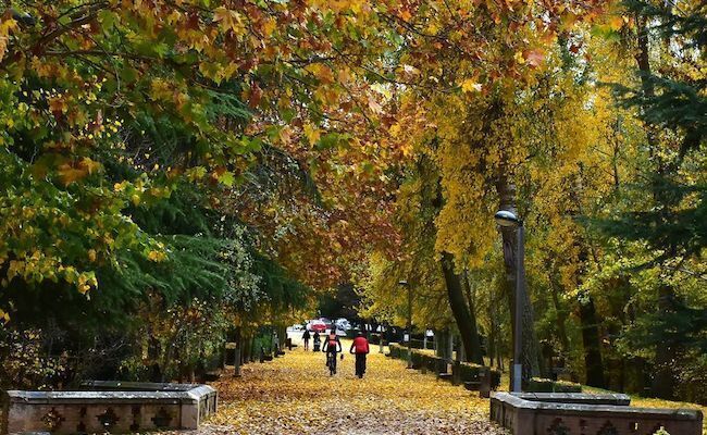 Bosque de Valorio (Fotografía: Esteban Pedrosa)