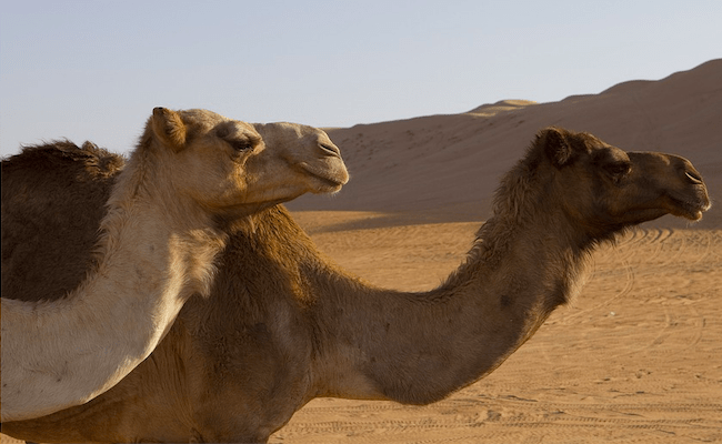 Camellos (pixabay)