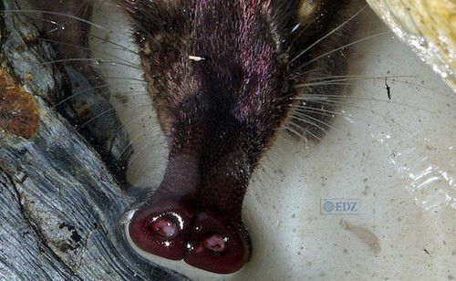 El desmán ibérico es un buen indicador de la limpieza de los ríos y arroyos