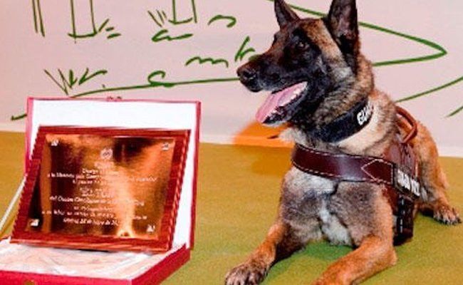 Elton, durante su reconocimiento como "Perro del año"