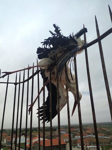 Muerte pública y cruel de una cigüeña en la verja del campanario