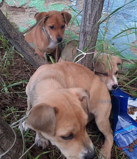 Cachorros, tal y como los encontraron ayer