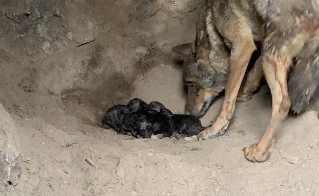 Jara con sus cachorros (Patrimonio Natural de CyL)