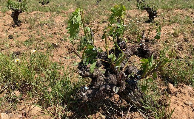 Fuente: Página web de la D.O. Toro.