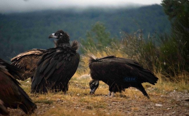 Primera pareja de buitres negros