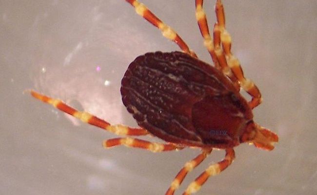 Hyalomma marginatum, garrapata en la que se puede encontrar el virus de la fiebre hemorrágica de Crimea-Congo