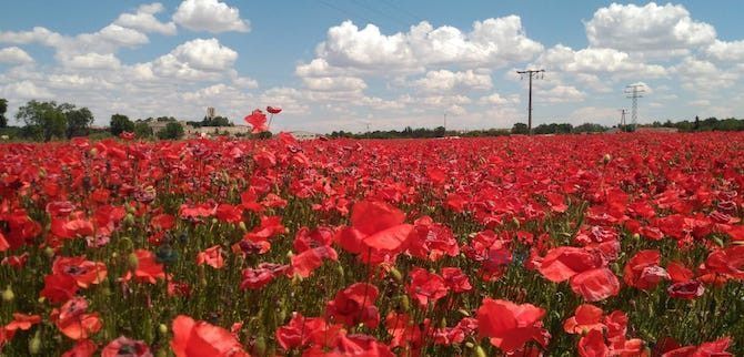 Campo de amapolas antes de la siega