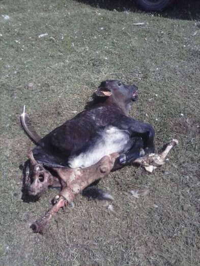 Imagen de un ternero atacado y devorado por los buitres (COAG)