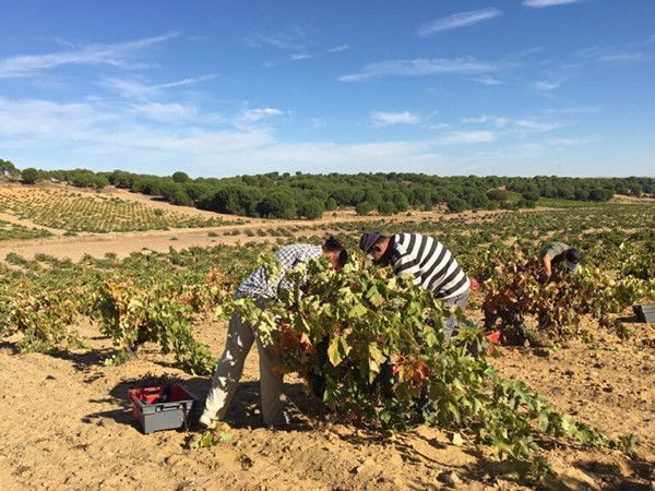 Fuente: Página web de la D.O. Toro.