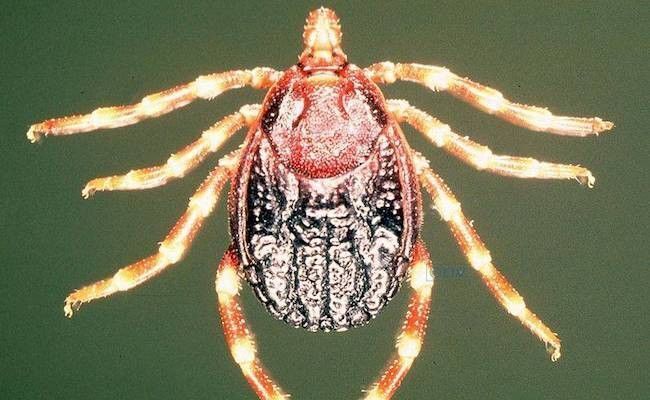 Aunque hay varios géneros de garrapata que pueden verse infectados por el virus de la fiebre hemorrágica de Crimea-Congo, Hyalomma constituye el vector principal. / Wikipedia