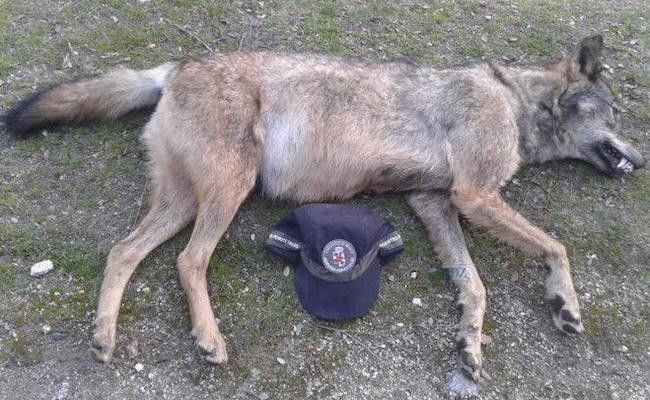 Lobo, asesinado ilegalmente en Guadalix de la Sierra (Foto: Policía Local)