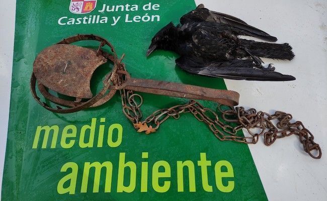 Cepo decomisado