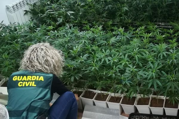 Plantas intervenidas