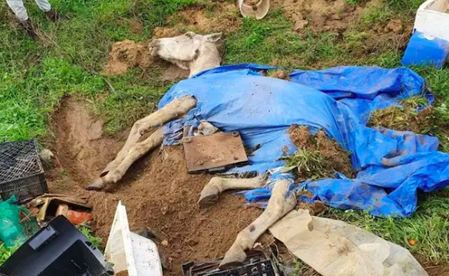 imagen facilitada por el Despacho Toribio