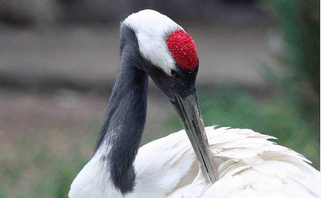 Ejemplar de grulla japonesa