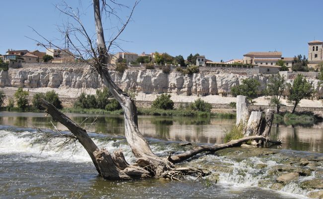 Zamora, un árbol seco y anegado