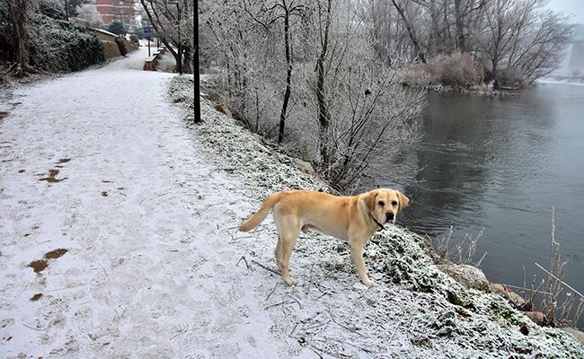 Zorba, mi inolvidable can