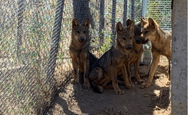 Lobeznos del Centro del Lobo Ibérico de Robledo