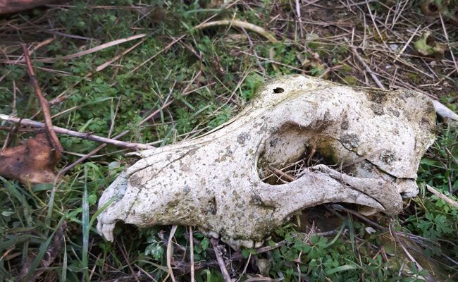 Galgo, con un tiro en la cabeza