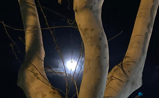 ¡Ay si la luna se quedara a vivir siempre en Zamora!