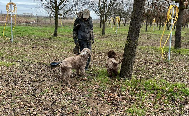 La Diputación adjudica por 1.200 € la cosecha de trufa negra del Vivero Provincial