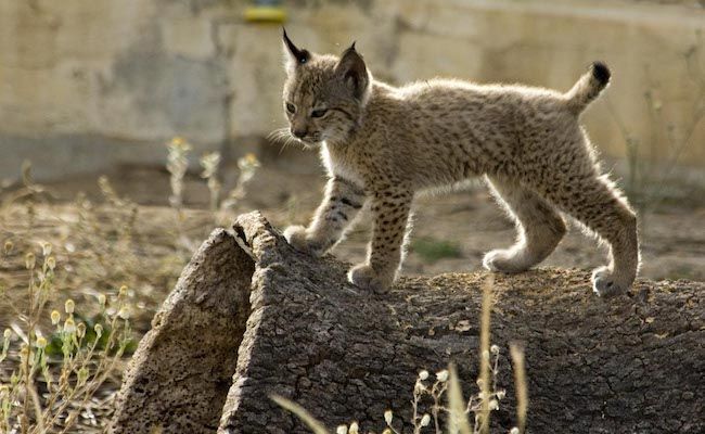 Cachorro de lince ibérico (Junta de Andalucía)