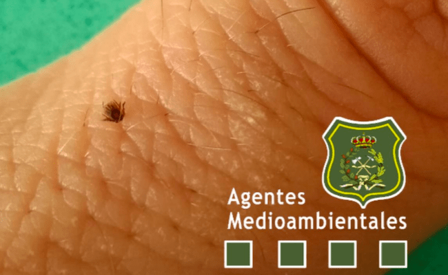 Una garrapata en un dedo nos da una idea de su tamaño