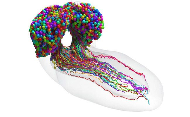 El conjunto completo de neuronas del cerebro de la larva de la mosca de la fruta fueron reconstruidas mediante microscopía electrónica de resolución de sinapsis. / Michael Winding