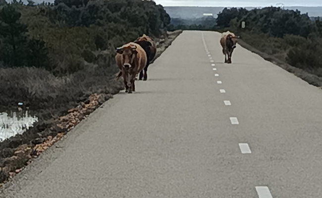 Un concejal del PSOE tiene atemorizado a Villaverde con las vacas