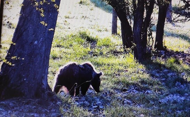 La osezna Éndriga, durante su estancia en Valsemana (León)
