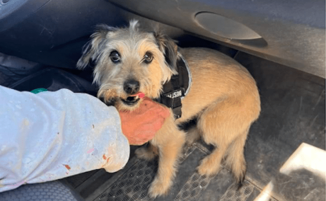 Chispi, poco después de ser encontrado