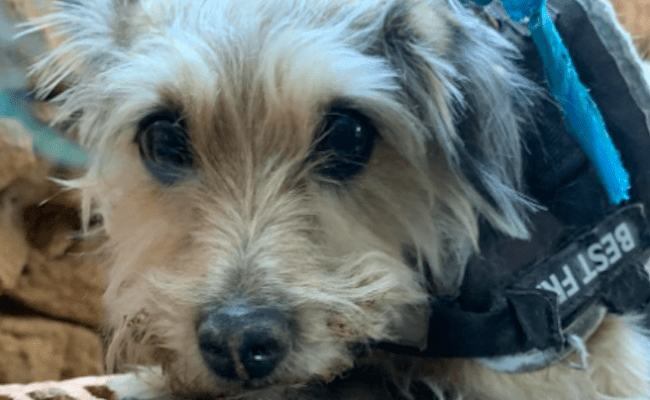 Foto de Chispi (cedida)