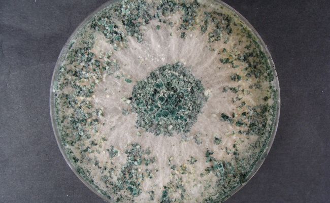 Especie de Trichoderma