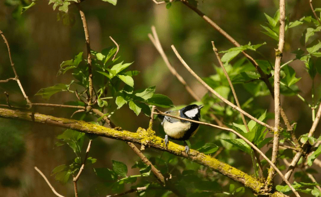 Un ejemplar de carbonero común en el bosque de Oxford. / Keith McMahon