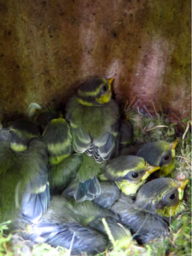 Polluelos de carbonero en una caja nido. / Ella Cole