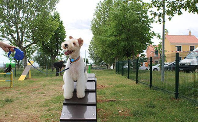 Un pequeño perro haciendo uso de las instalaciones