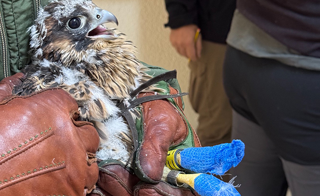 Llevado a cabo el marcaje con GPS de los pollos de halcón peregrino de Zamora