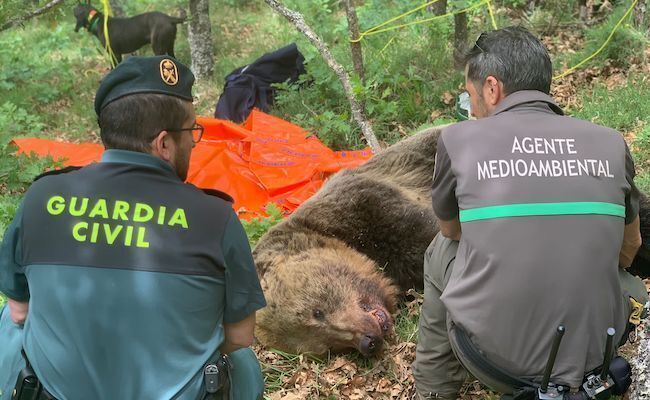 El cuerpo del oso fallecido