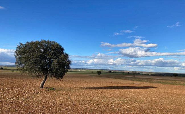 La Diputación volverá a convocar varias líneas de ayudas del Área de Agricultura