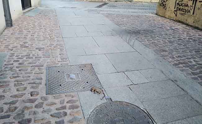 Rata, en una calle del casco antiguo (Manuel Herrero)
