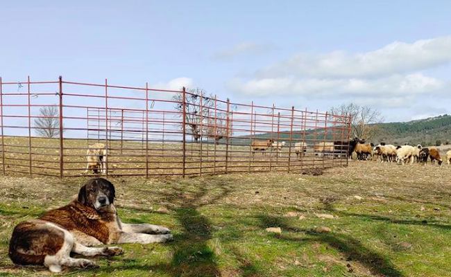 El mastín de Vitoriano (ahora malherido) y parte del rebaño, antes del incendio
