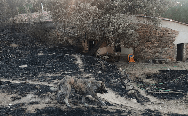 Molino de Tábara y mastina de Amaia Arias