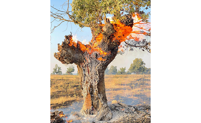 ¿Dónde habitan las divinidades de los bosques sayagueses?