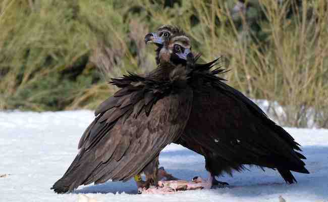 Benigno y Canaleja, pareja de buitre negro