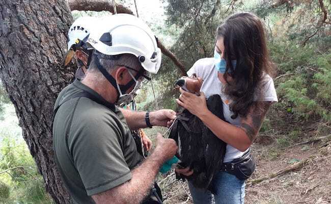 Colocación de un emisor GPS, en un buitre nacido este año