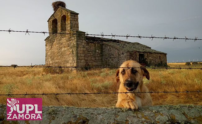 UPL exige a la Junta una intervención urgente en la iglesia de Santarén de los Peces