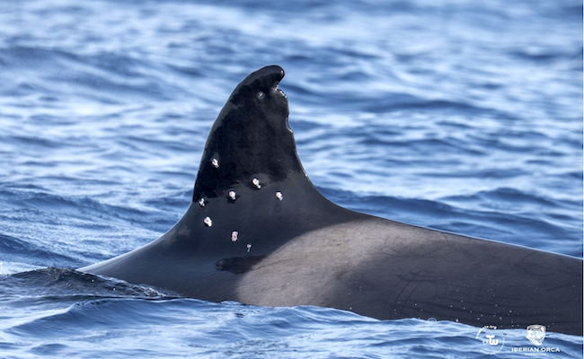 Los disparos contra la orca Toñi habrían partido de un barco español en aguas portuguesas