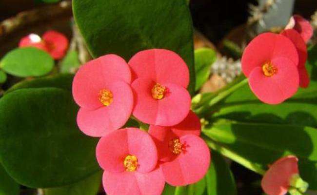 Publicación en el BOP de subvenciones en especie para el reparto de plantas ornamentales